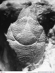 Historisches Foto von Galatheites sp. (NHMW-AFW-GEO-BACHMAYER-FOTO-1990-0041-0485)